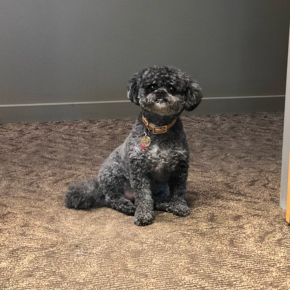 Meet your Posher, Isabel